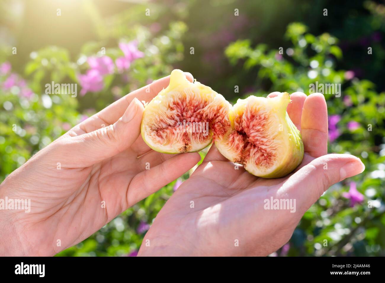 Broken in half fig fruit in female hands. A ripe, soft fruit of a fig