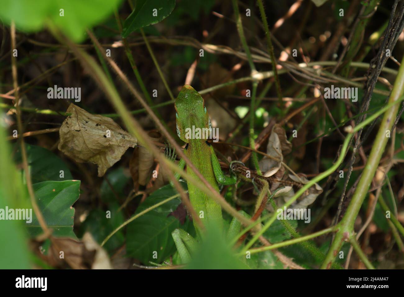 Overhead dorsal view of a common green forest lizard (Calotes calotes) sitting on top of a wild plant Stock Photo