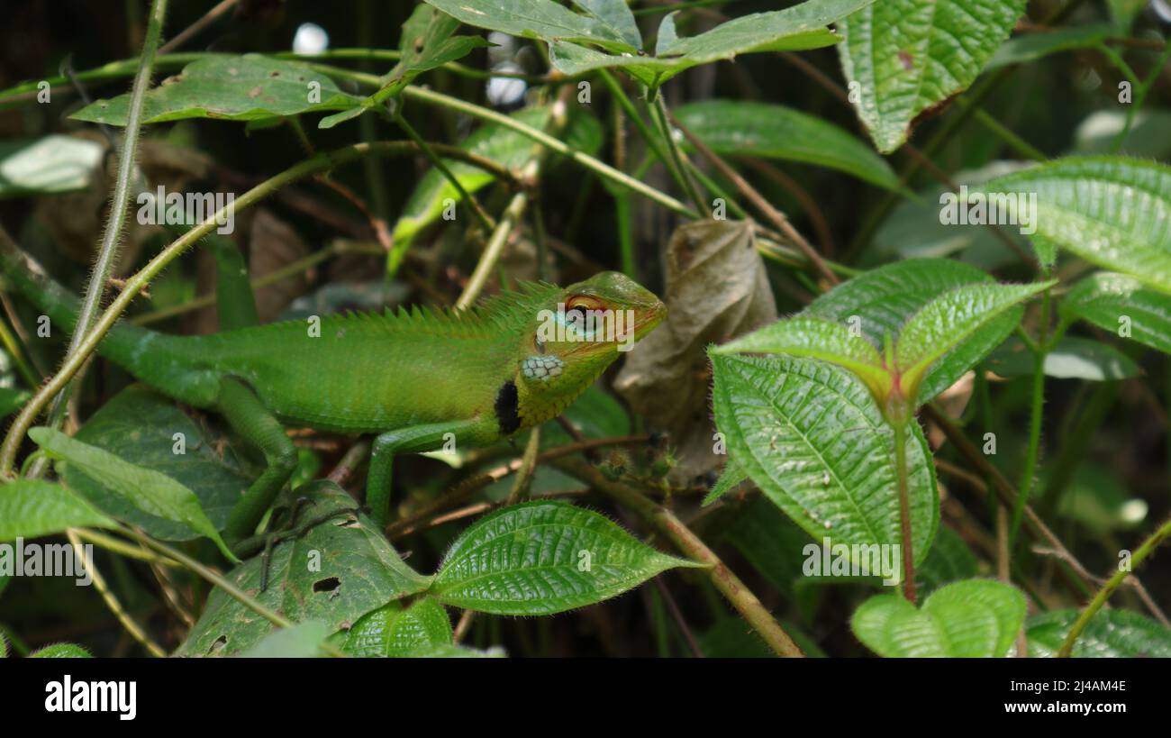 Side view of a common green forest lizard face (Calotes calotes) on top of a Miconia Crenata plant Stock Photo