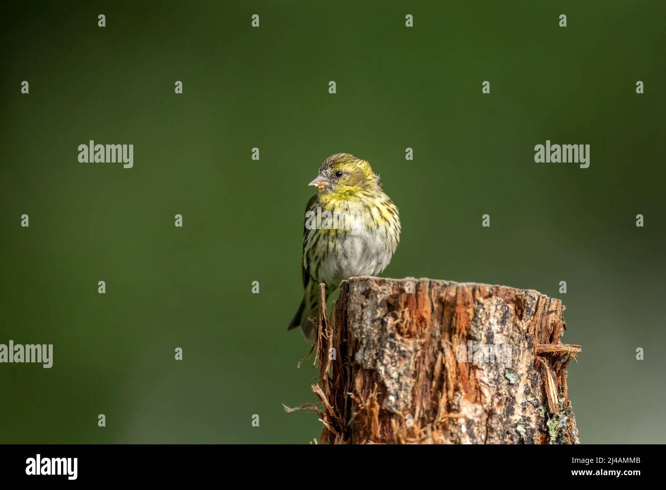 Siskin female perched on a tree stump in the summer, close up Stock Photo