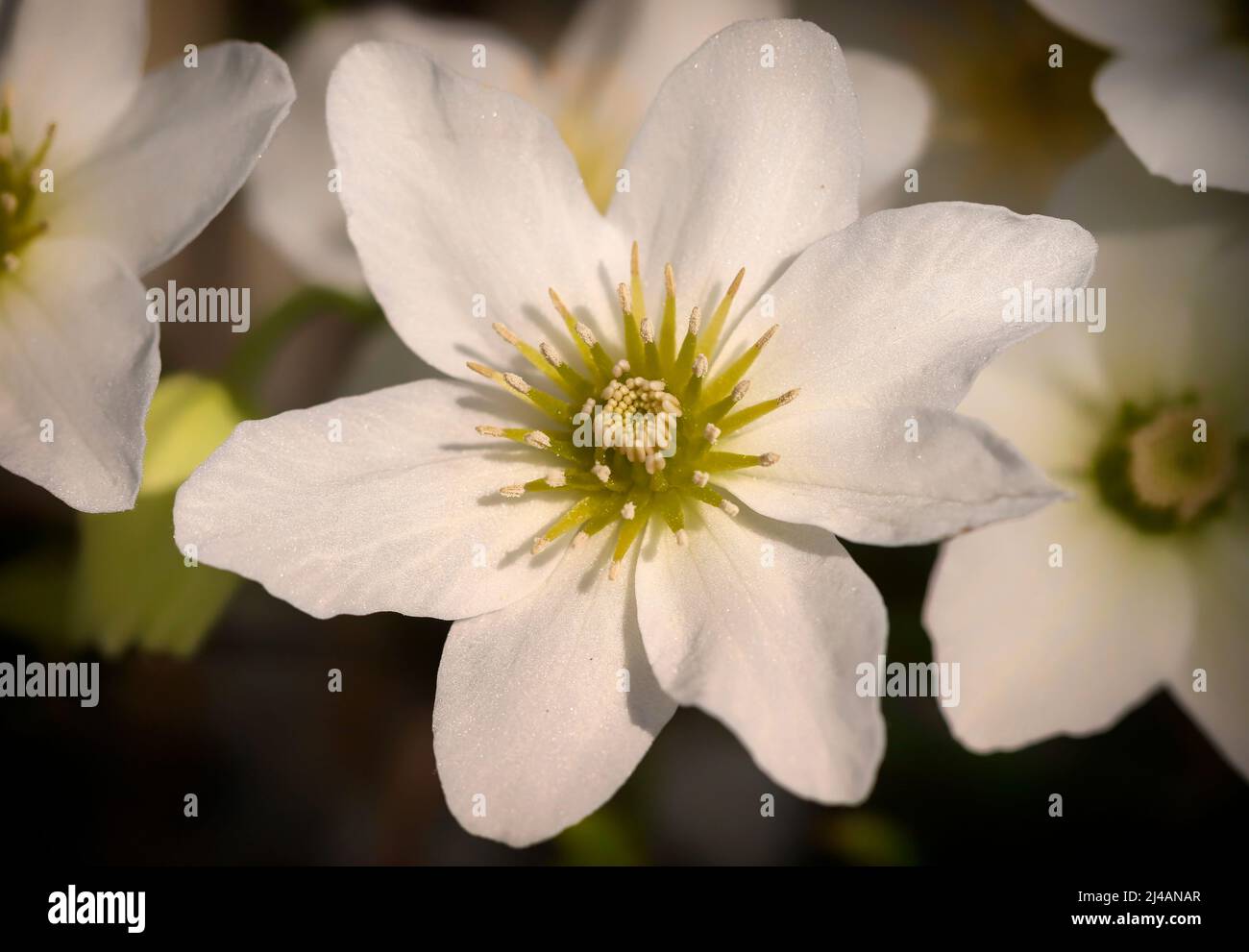 Clematis × cartmanii 'Joe', macro closeup of white flower with green centre pistils. Dublin, Ireland Stock Photo