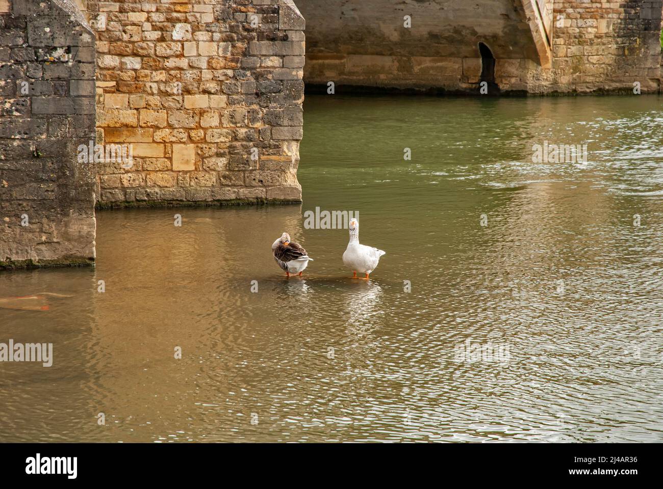 Wild geese in river waters under ancient stone bridge Stock Photo