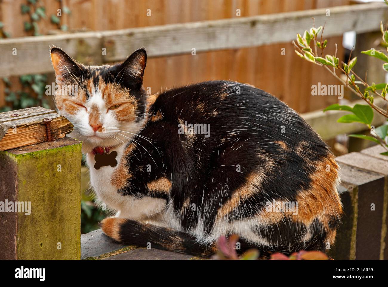 Adorable female tricolor calico cat closeup Stock Photo Alamy