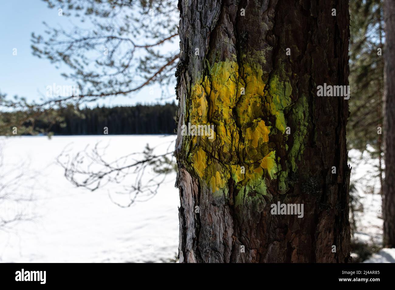 Tree winter snow scary hi-res stock photography and images - Alamy