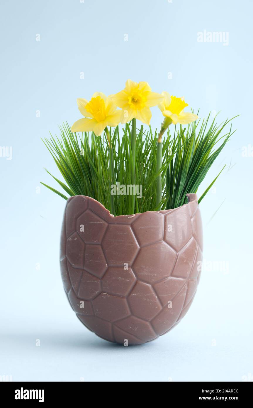 Chocolate easter egg cracked open with spring flowers Stock Photo