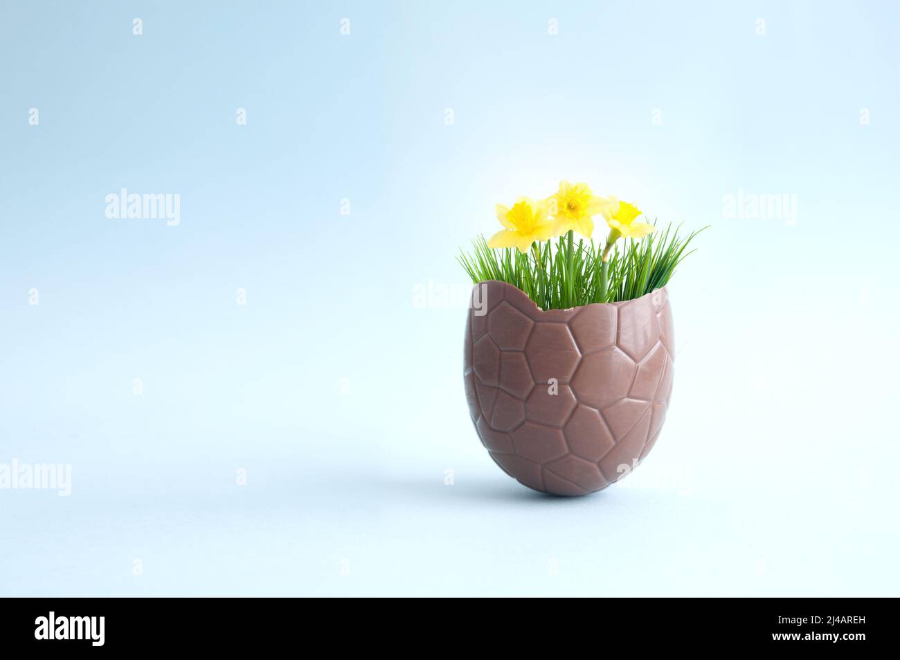 Open chocolate easter egg with spring growth daffodils Stock Photo