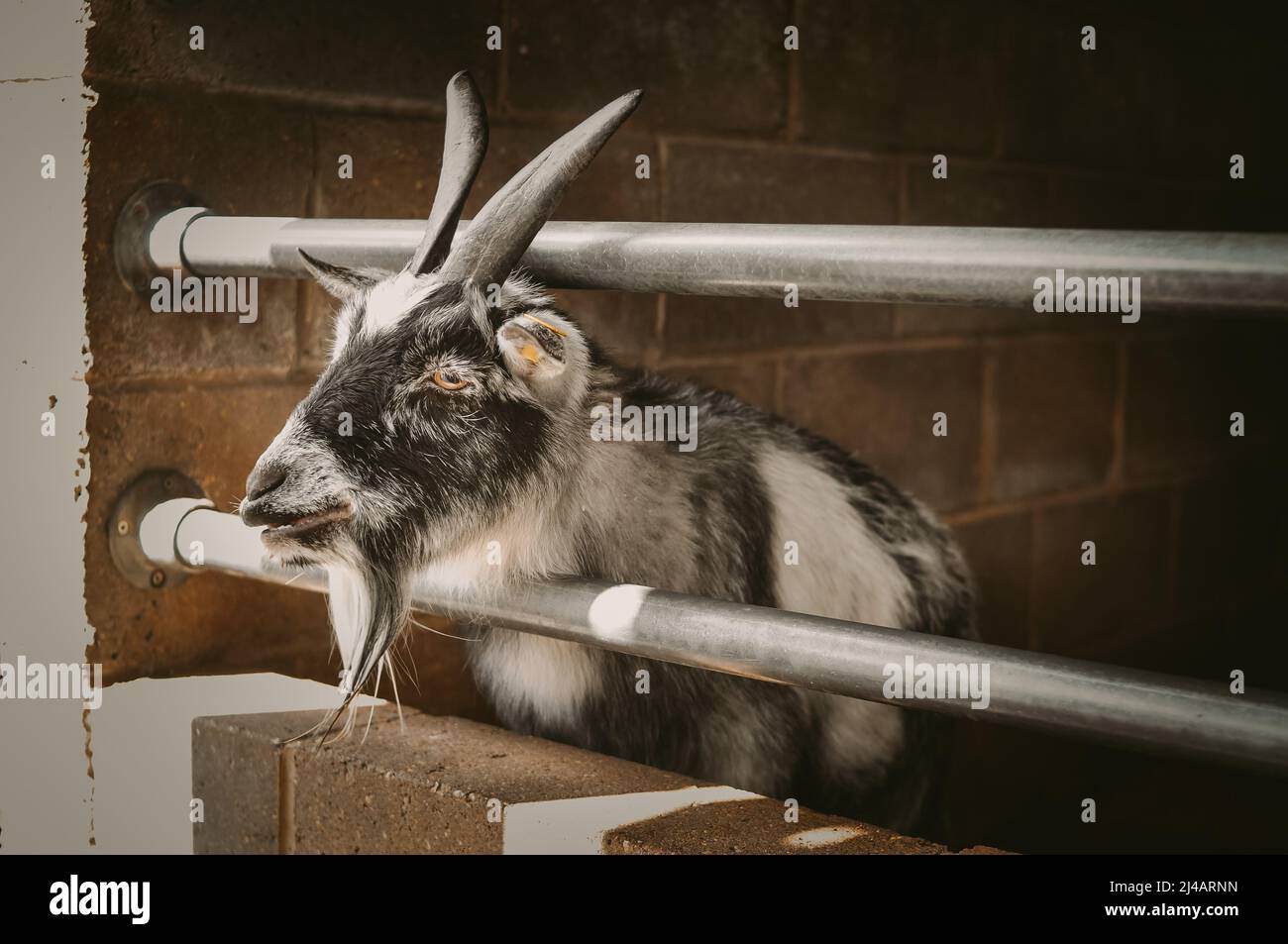 The goat in cattle pen on the farm copy space Stock Photo Alamy