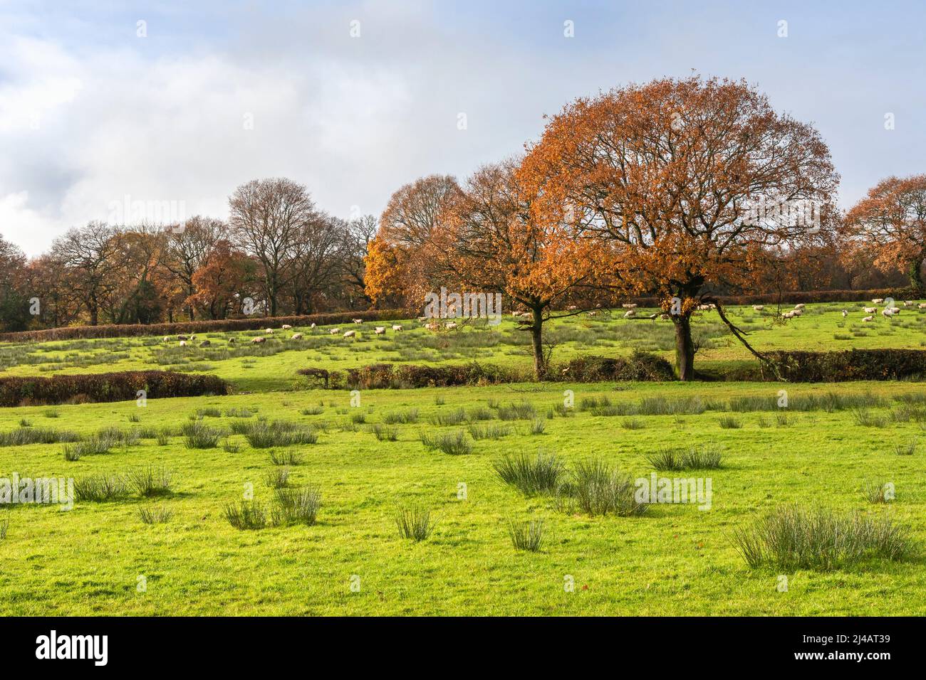 Lovely rural Autumn Scene in South Wales, United Kingdom with sheep grazing in the background Stock Photo