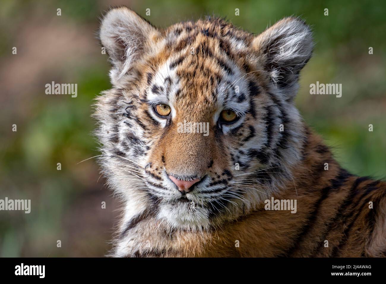 Amur (Siberian) tiger cub looking into camera Stock Photo