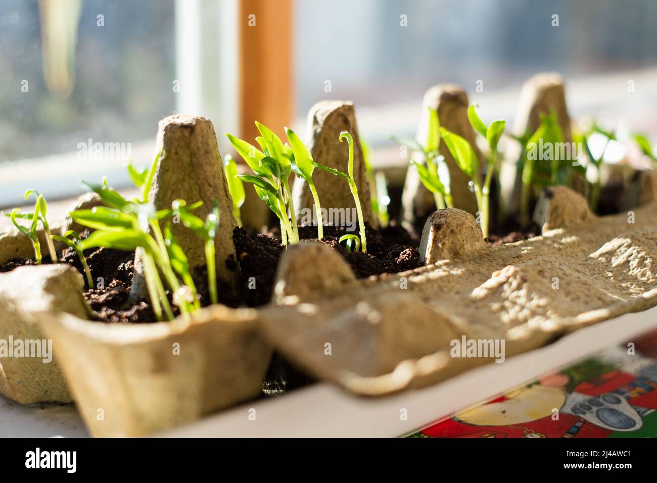 Seedling in egg carton. Growing shoots on window during spring. Self sufficient and sustainable living and gardening. Grow your own vegetables at home. Stock Photo