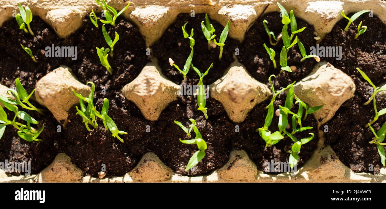 Seedling in egg carton. Growing shoots on window during spring. Self sufficient and sustainable living and gardening. Grow your own vegetables at home. Stock Photo