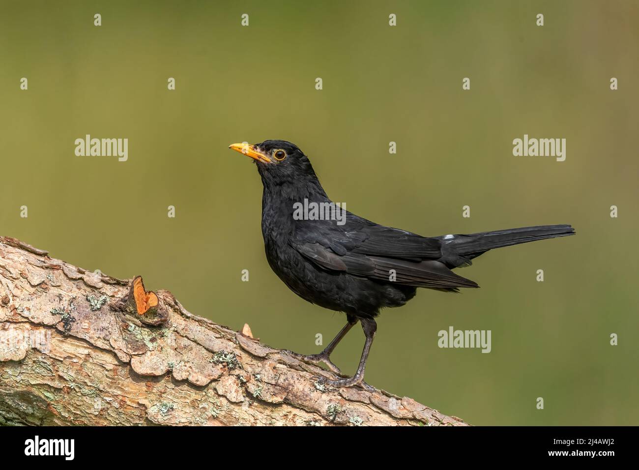 Blackbird male, close up, on a tree trunk with a blurred background in the autumn Stock Photo