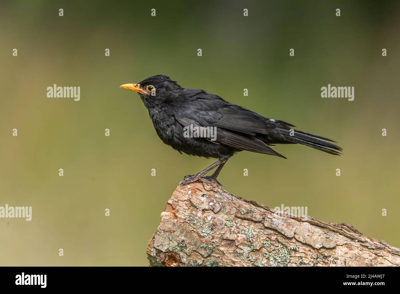 Blackbird male, close up, on a tree trunk with a blurred background in the autumn Stock Photo