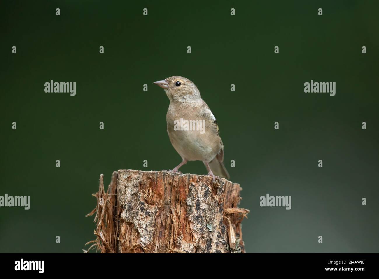 Chaffinch female, close up, on a tree stump in the summer Stock Photo
