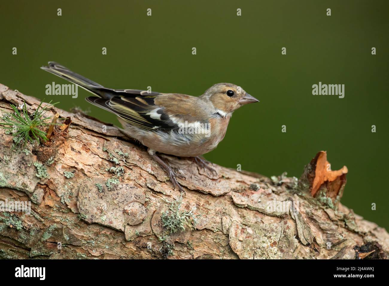 Chaffinch male, close up, on a tree trunk in the summer Stock Photo