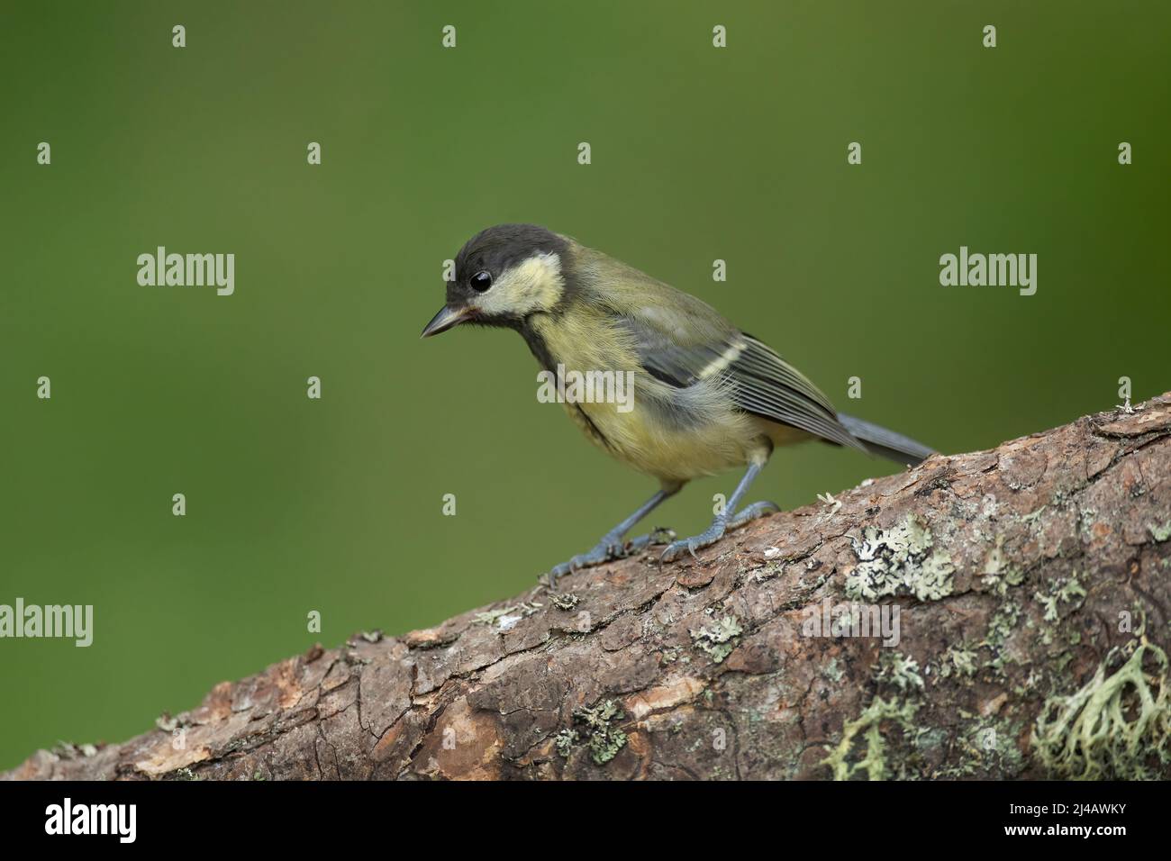 Great tit, close up, on a tree trunk in the summer Stock Photo