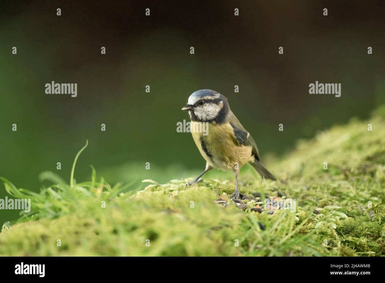 Blue tit, close up, on grass in the autumn Stock Photo