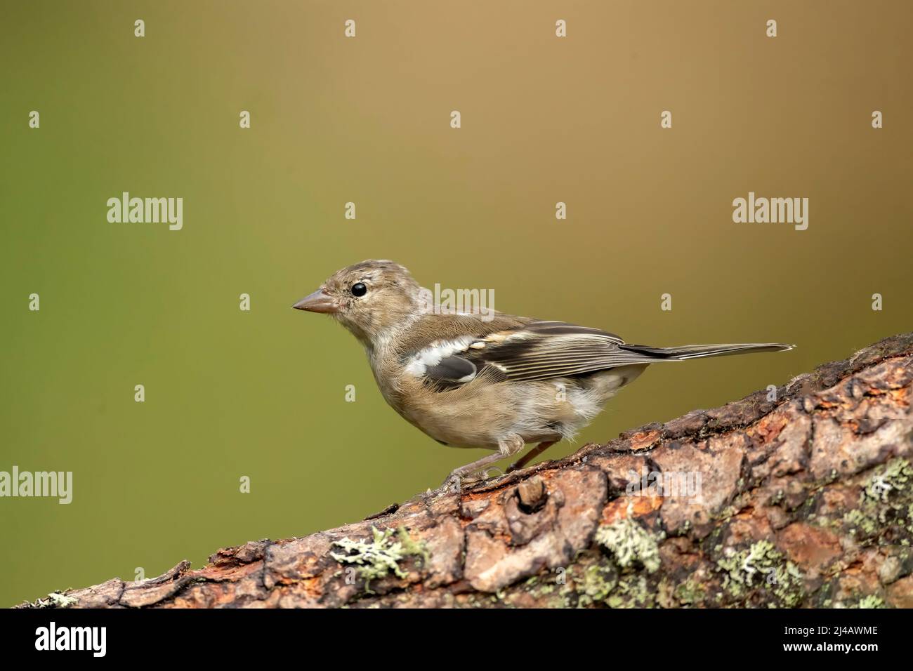 Chaffinch female perched on a tree trunk in the summer Stock Photo