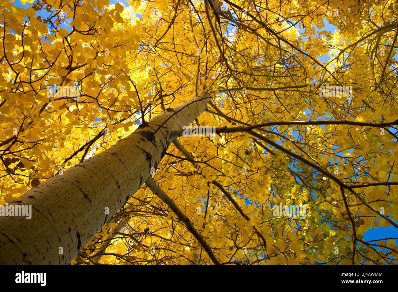 Looking up at a poplar tree in fall with bright backlit yellow leaves