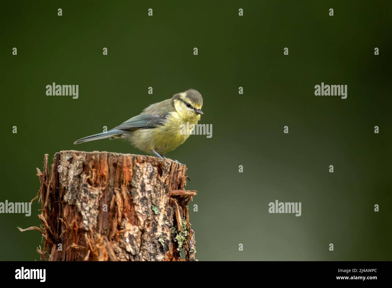 Blue tit, close up, on a tree stump in the summer Stock Photo
