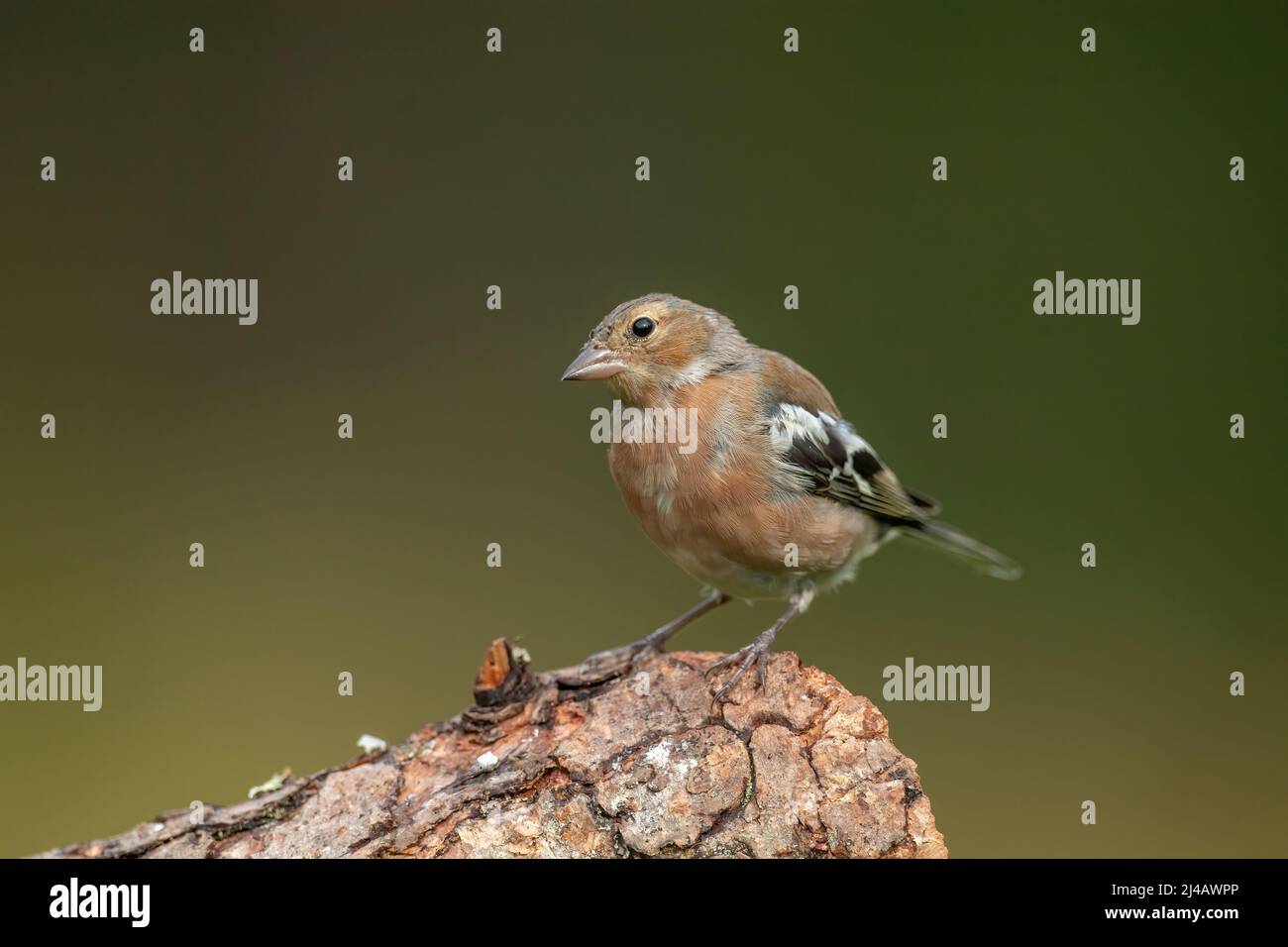 Chaffinch male perched on a tree trunk in the summer Stock Photo