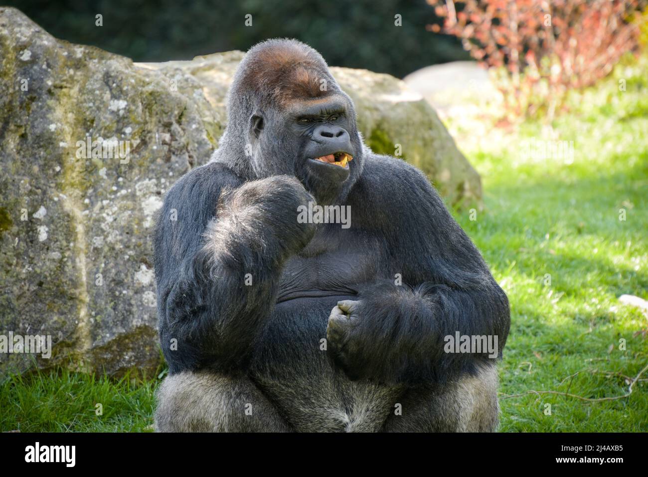 View Of A Gorilla Silver Back In A Park Stock Photo Alamy