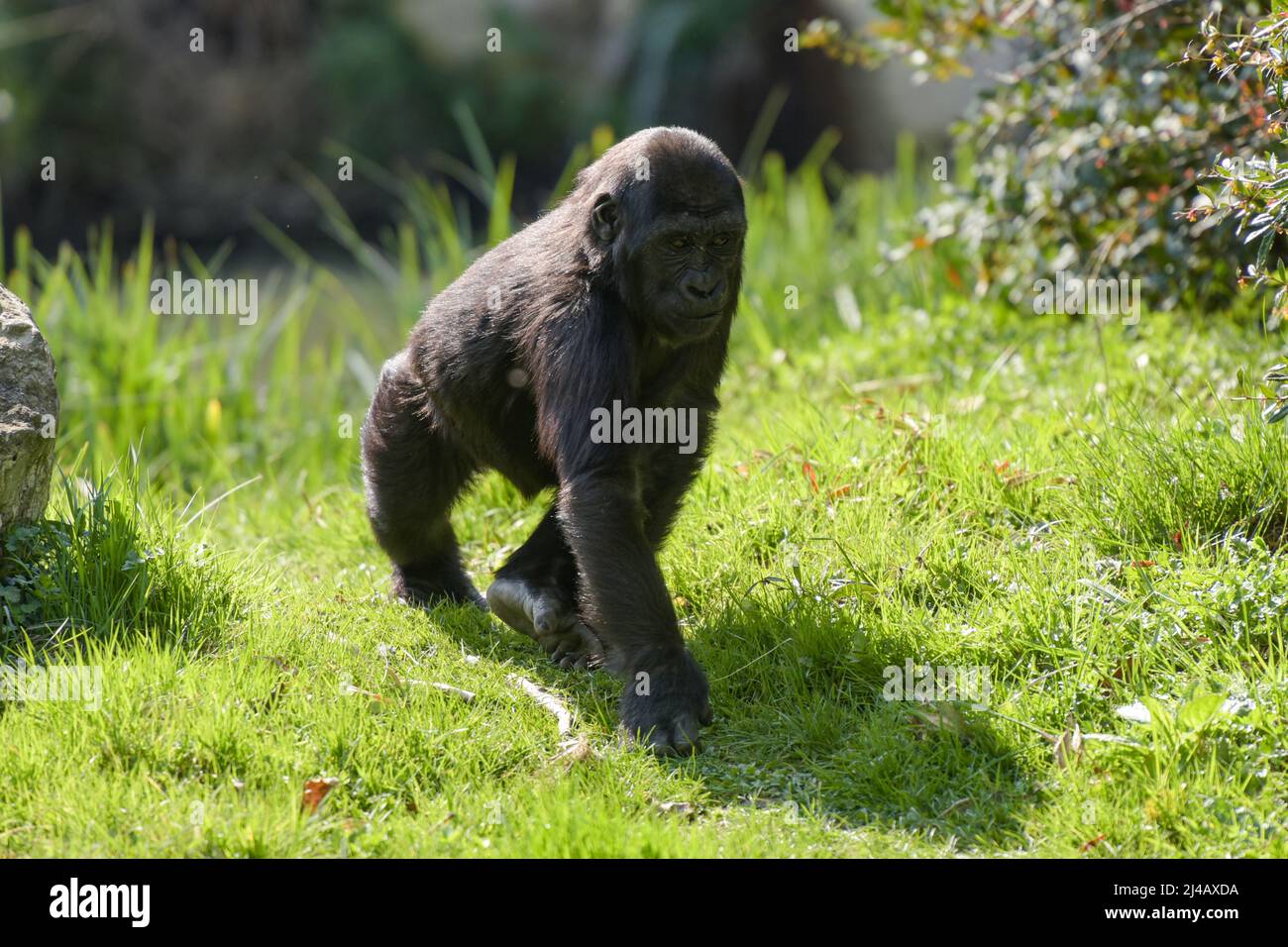 https://c8.alamy.com/comp/2J4AXDA/view-of-a-young-gorilla-in-a-park-2J4AXDA.jpg