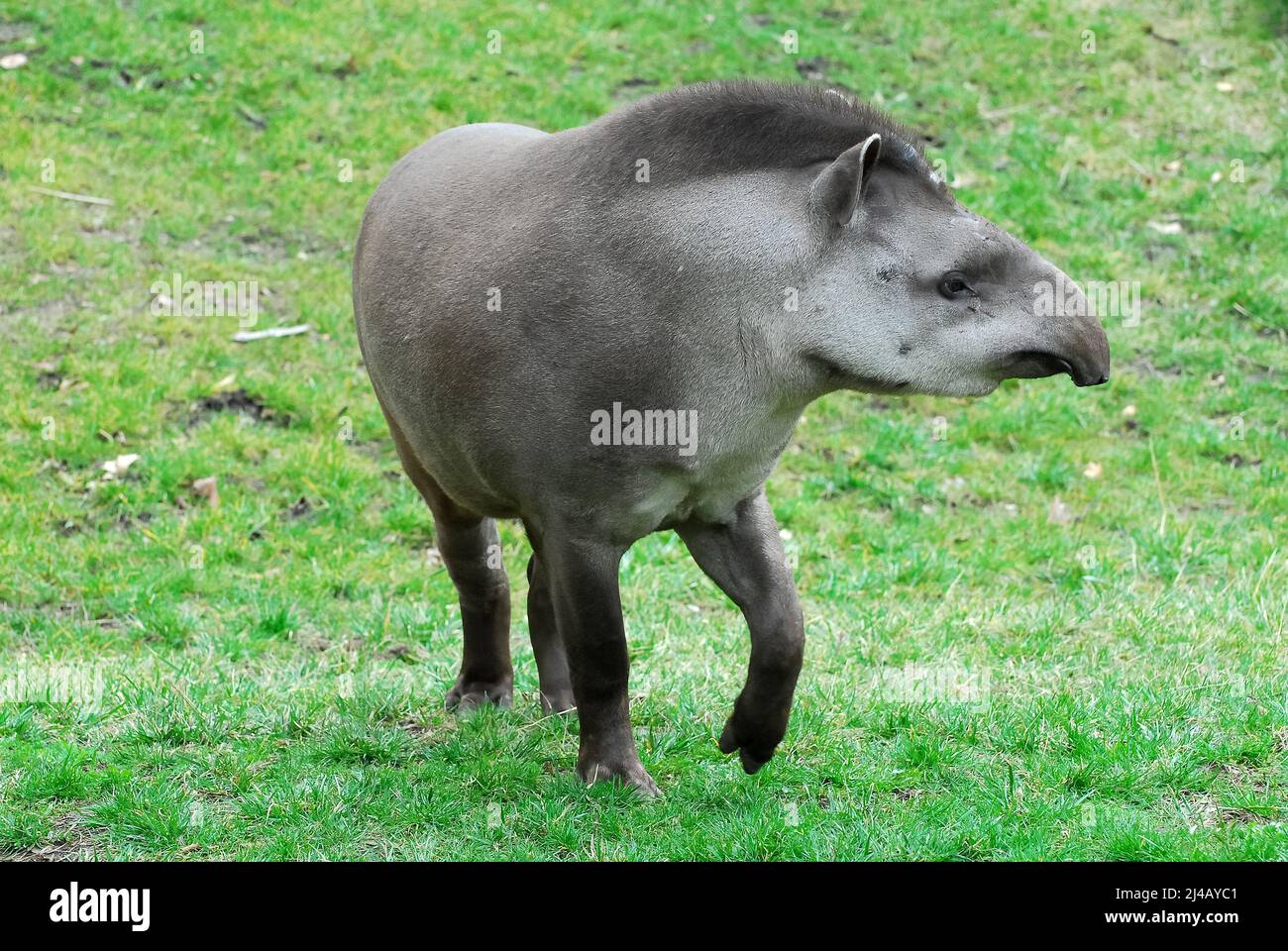 South American tapir, Brazilian tapir, lowland tapir, Flachlandtapir, Tapir du Brésil, Tapirus terrestris, dél-amerikai tapír Stock Photo