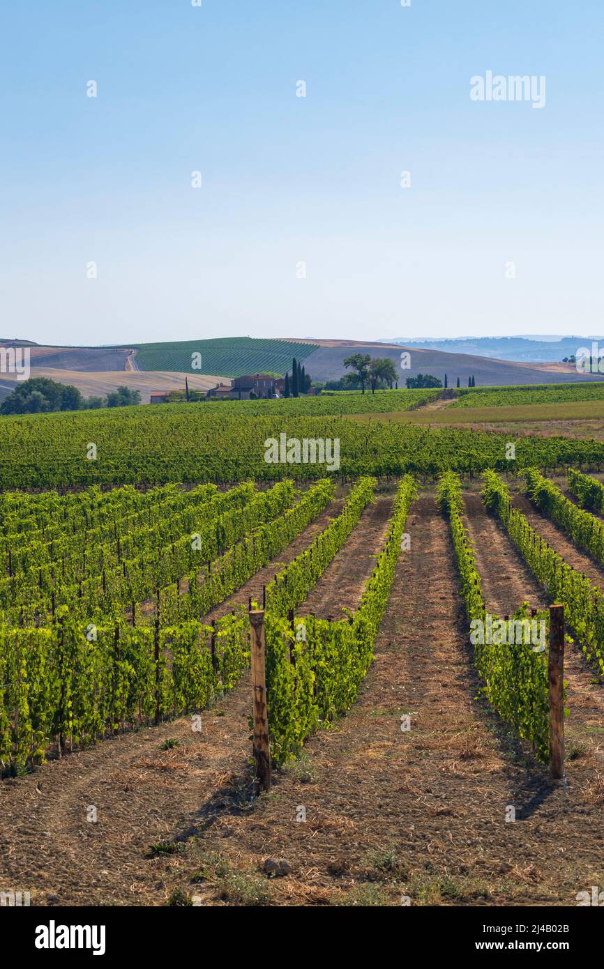 Tuscany's most famous vineyards near town Montalcino in Italy Stock Photo