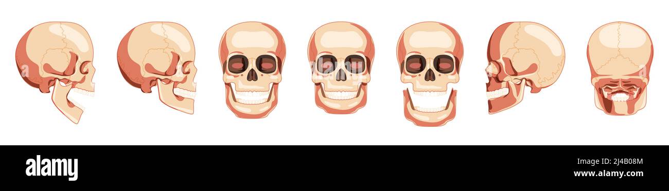 Set of Skulls Skeleton Human heads front, back, side views. Human jaws model with an open and closed mouth. Realistic flat natural color 3D concept. Vector illustration of anatomy isolated on white Stock Vector