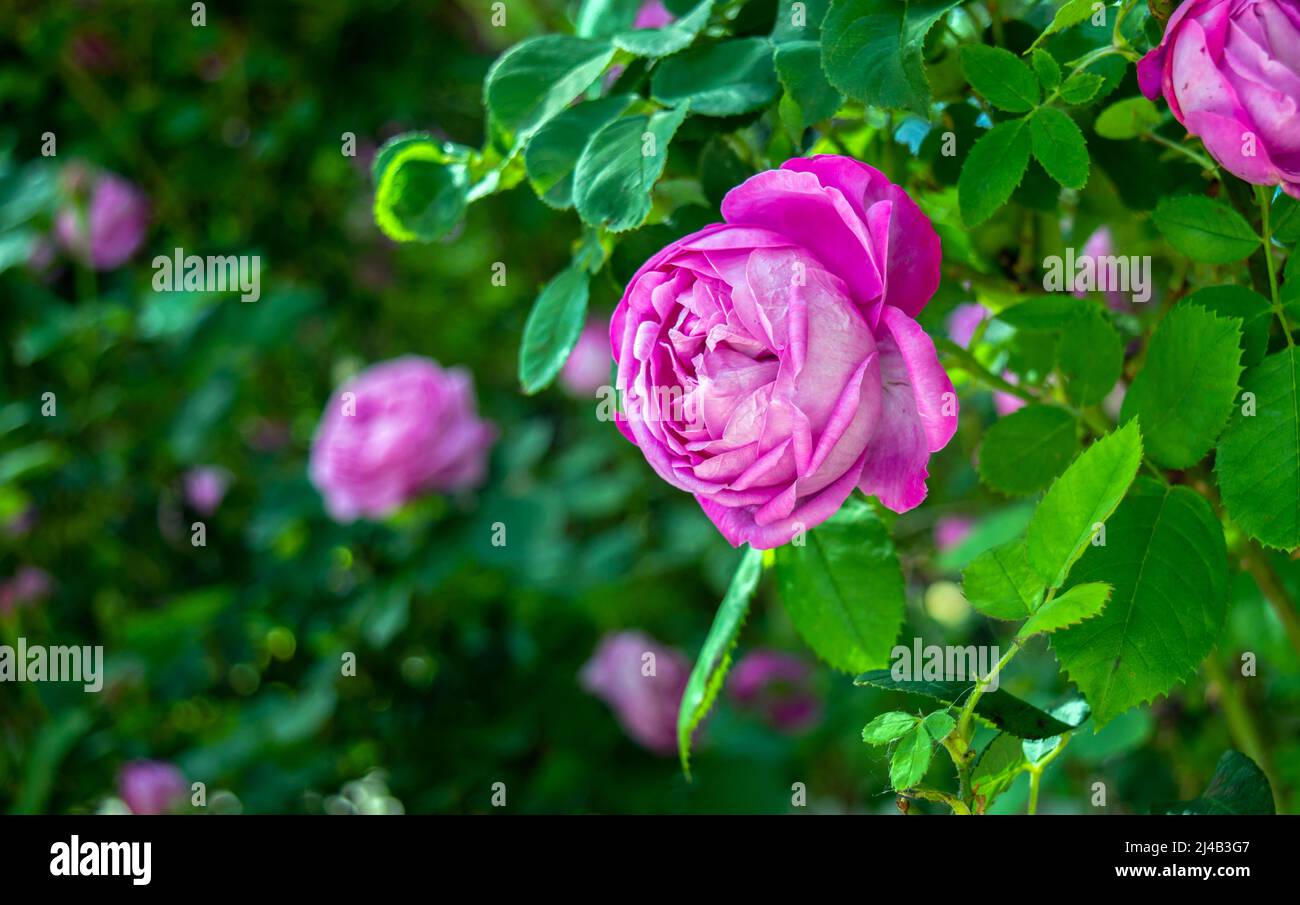 A beautiful pink rose against green leaves and a bokeh background. Pretty and peaceful depiction of spring. Stock Photo