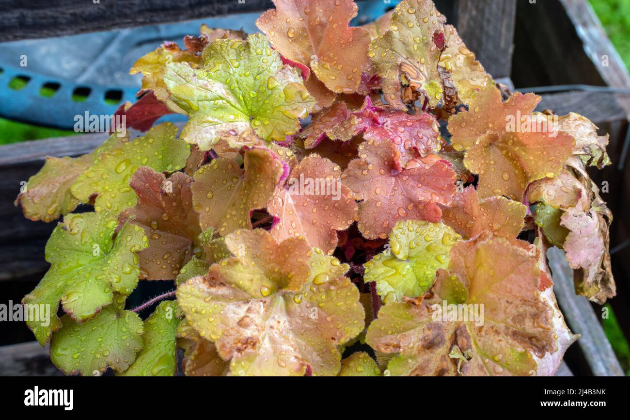 Pretty colorful coral bells look clean and fresh from a recent Missouri rain. Bokeh. Stock Photo