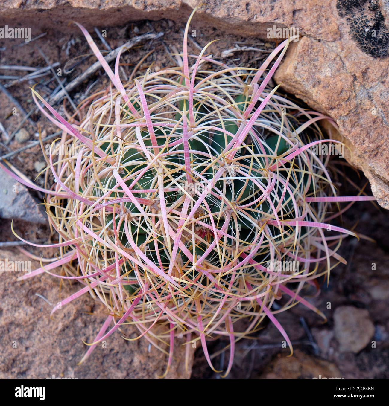 Barrel cactus  (Ferocactus Acanthodes) in Grand Canyon National Park Stock Photo