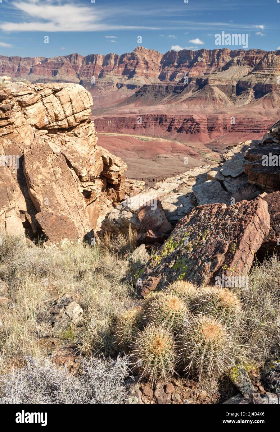 Barrel cactus near Unkar Creek in the Grand Canyon Stock Photo