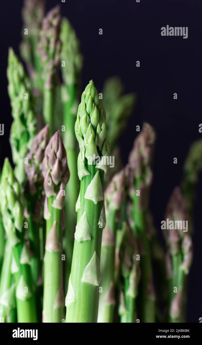 Purple and green asparagus spears against a dark background. Stock Photo