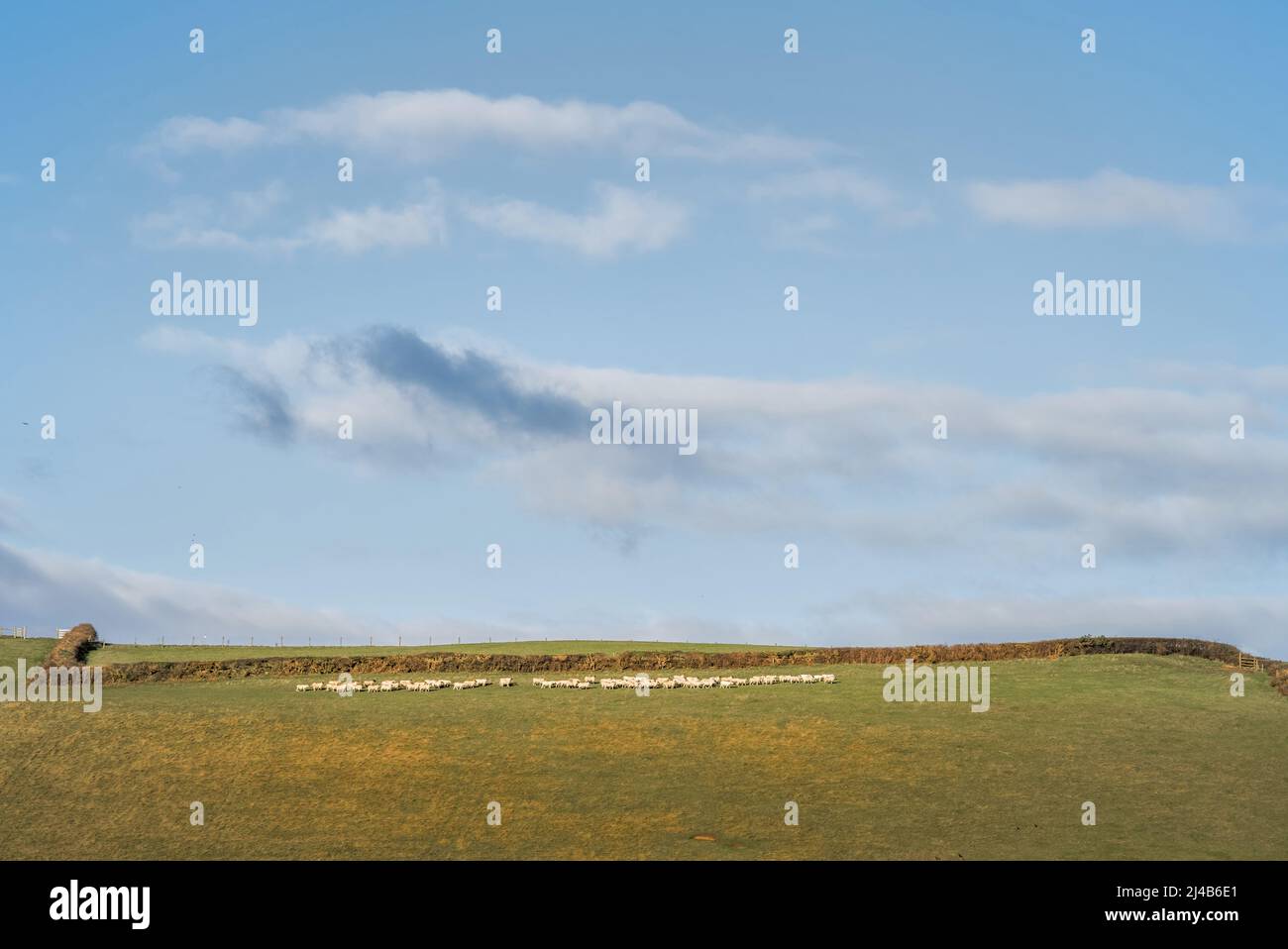 Sheep farming in Devon, England. Minimalist rural landscape. Stock Photo