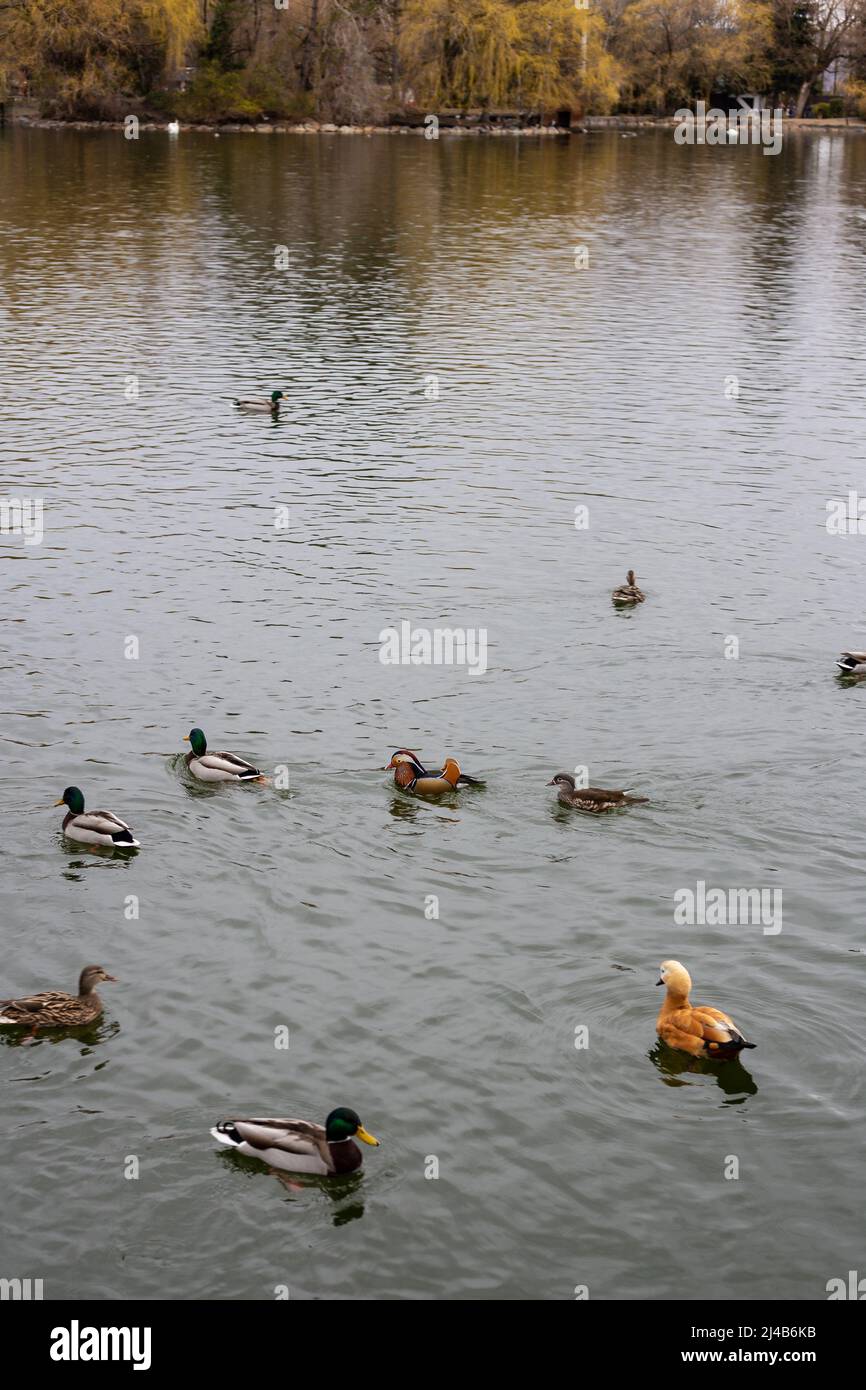 Many different ducks swimming on a lake pond Stock Photo