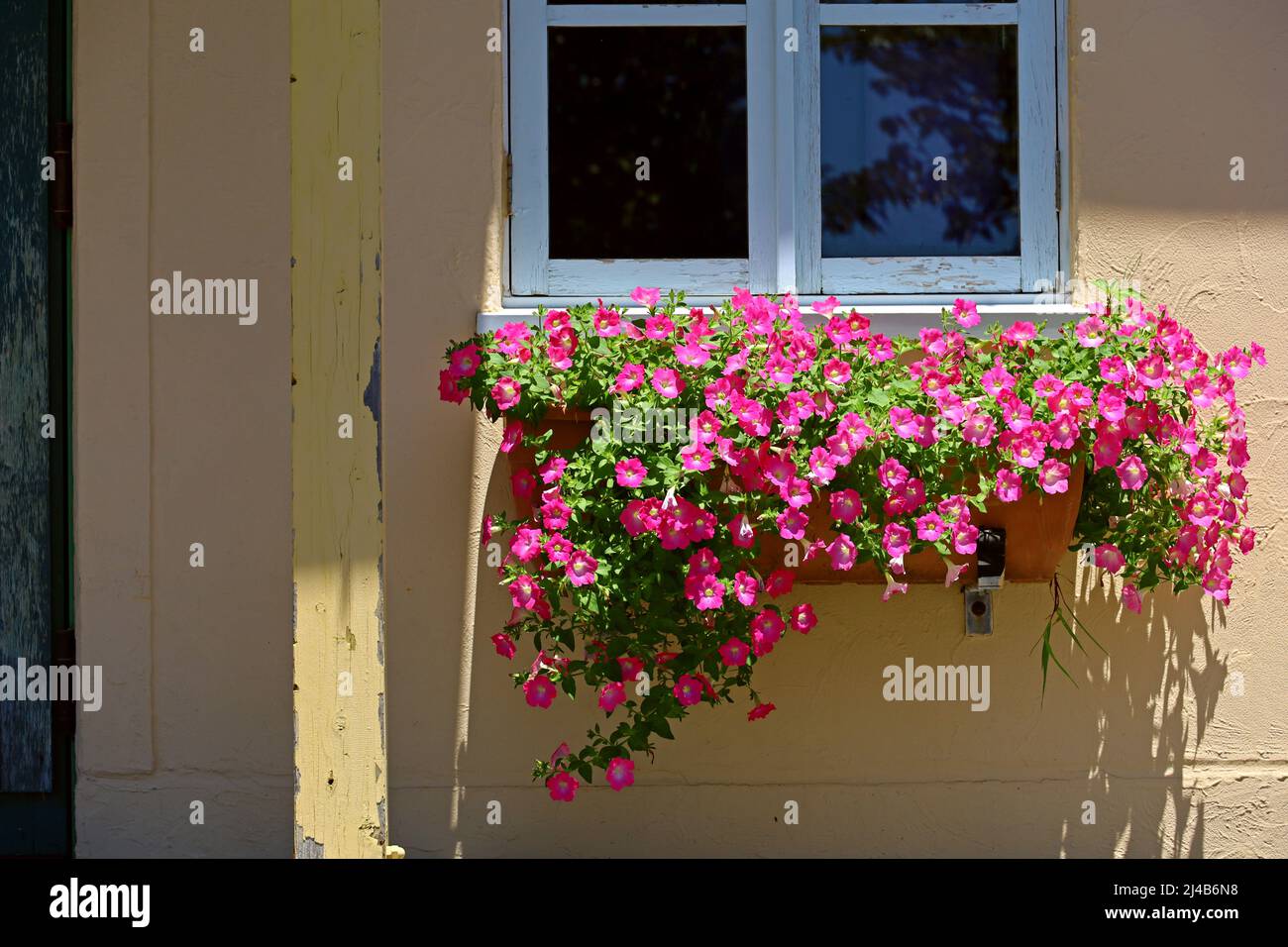Petunia flowers blooming on the windowsill of a rural house in Southern France Stock Photo