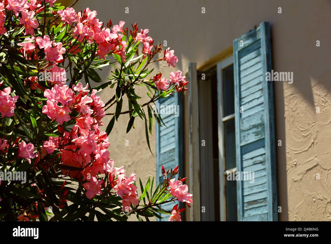 Oleander blooming on the windowsill of a rural house in southern France Stock Photo