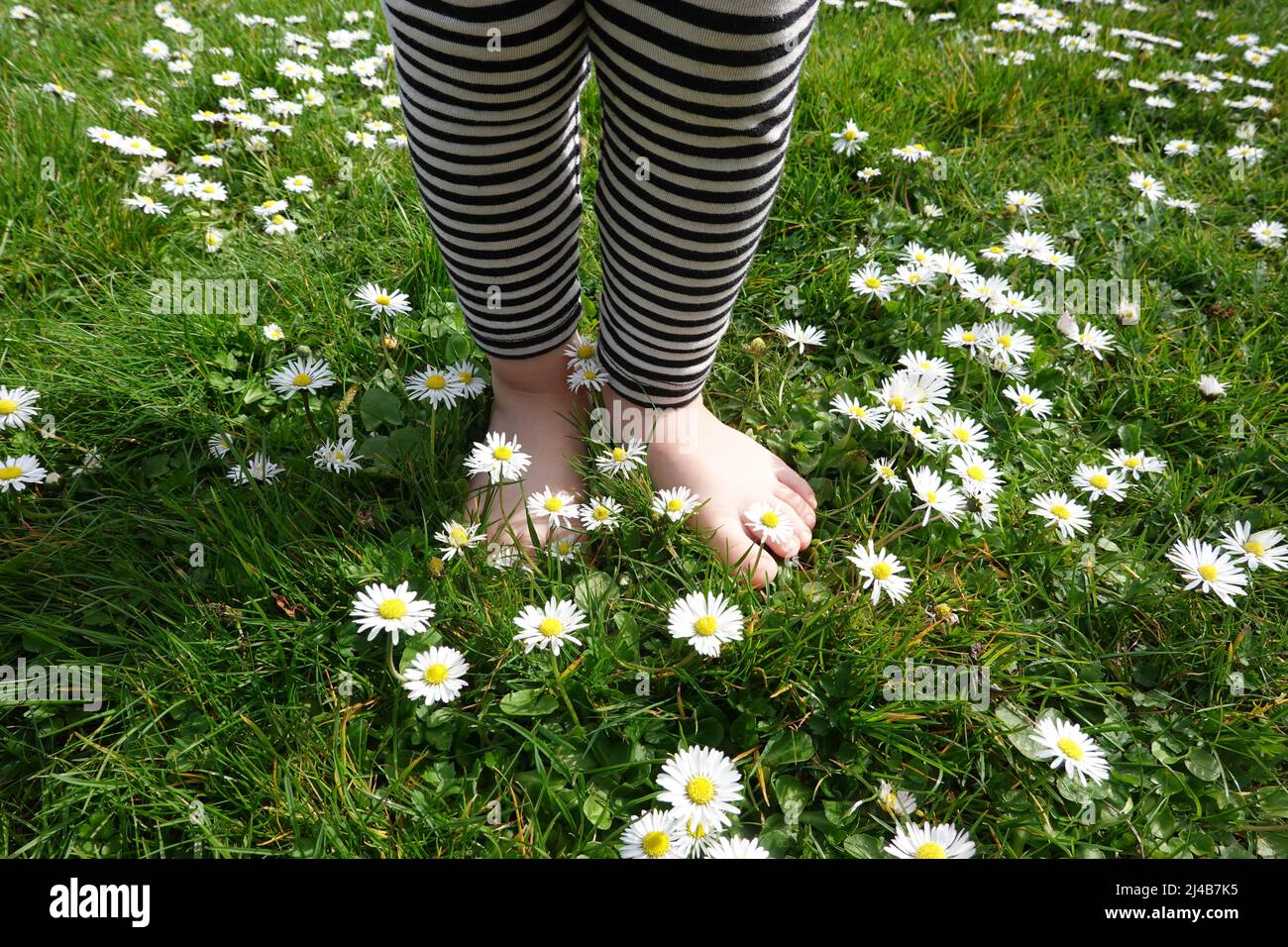 nackte Kinderfüsse auf einer Wiese mit Gänseblümchen (Bellis perennis) Stock Photo