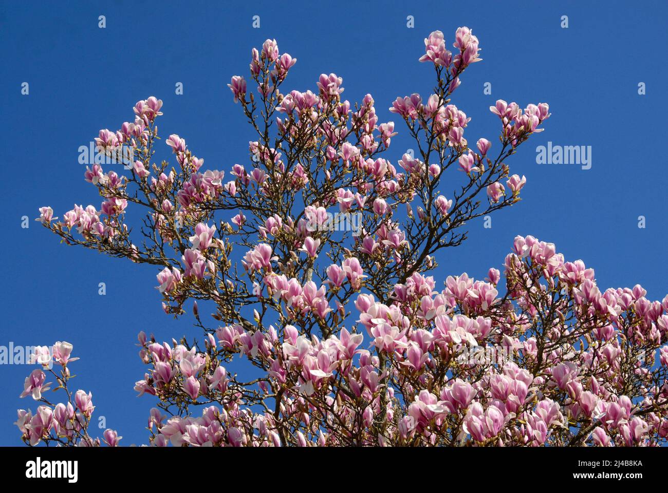 Magnolia tree in blossom in spring in suburban domestic garden, Kent Stock Photo