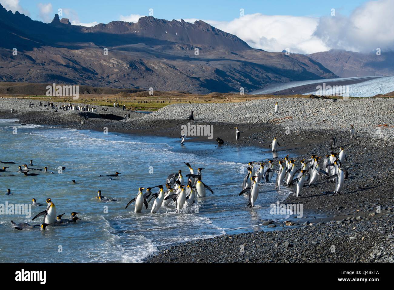 South Georgia, Fortuna Bay, Whistle Cove. King penguins on scenic ...