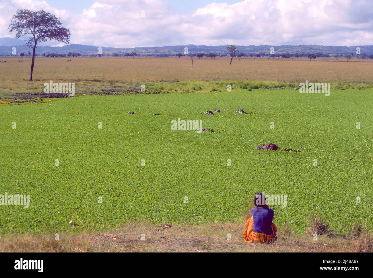 Woman observing hippos in vegetation-covered pool, Tanzania Stock Photo