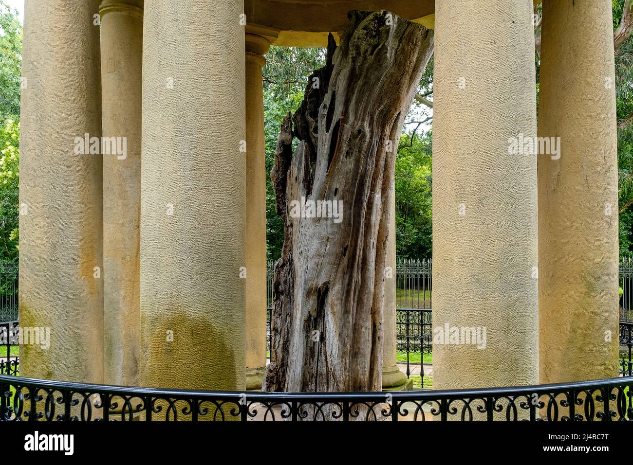 A view of the trunk of the old tree of Gernika (Gernikako Arbola) in Guernica, Basque Country, Spain Stock Photo