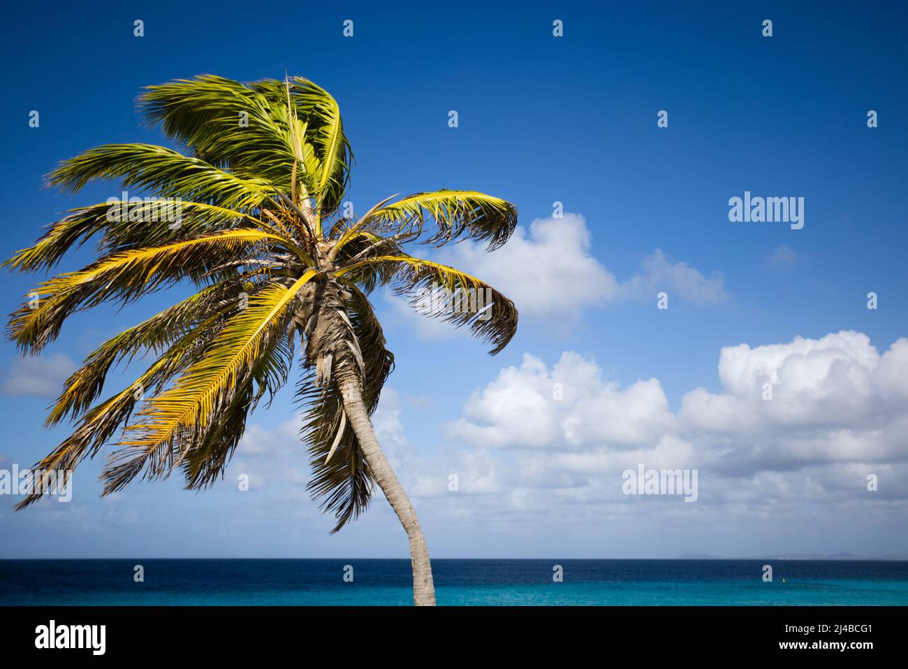 Palm tree on the blue sky and azure sea background Stock Photo - Alamy