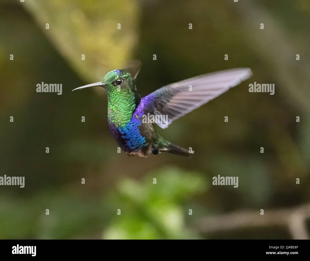 Crowned Woodnymph Hummingbird in Ecuador Stock Photo - Alamy