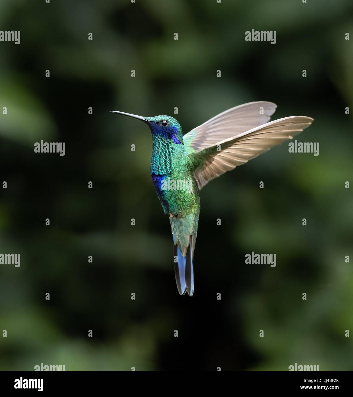 Sparkling Violetear Hummingbird in Ecuador Stock Photo