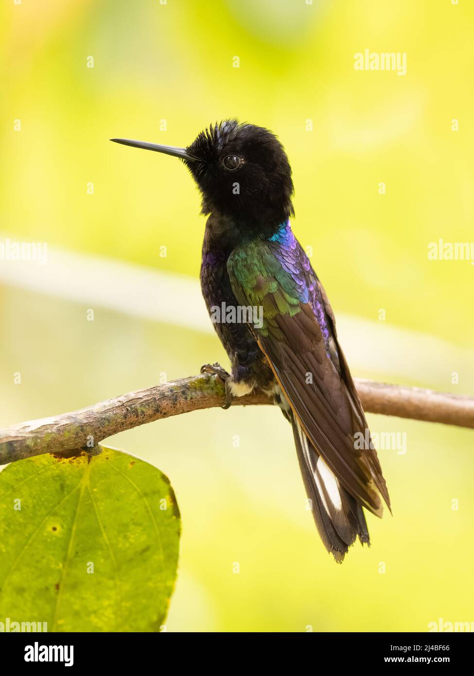 Velvet Purple Hummingbird in Ecuador Stock Photo Alamy