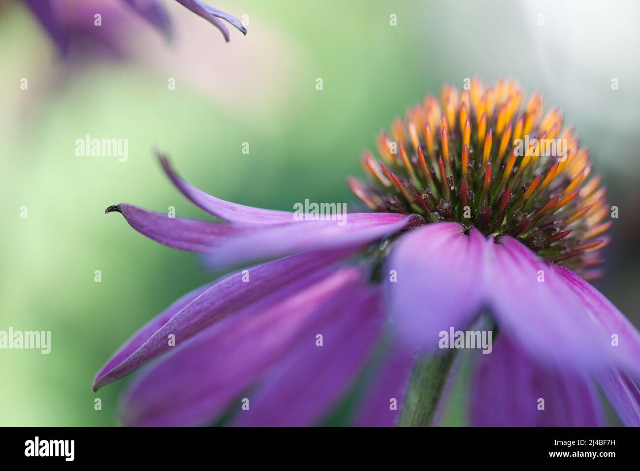 Violet and blur strokes of the flower Echinacea in a green background Stock Photo