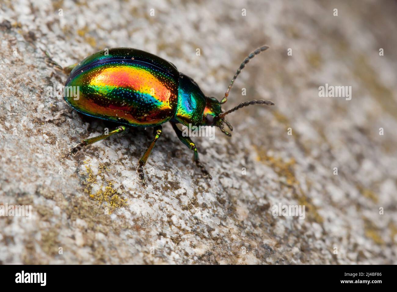 Chrysolina fastuosa multicolor glossy bug on the rock Stock Photo
